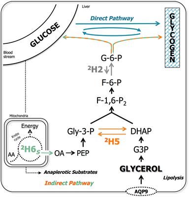 On the Utilization of Dietary Glycerol in Carnivorous Fish - Part I: Insights Into Hepatic Carbohydrate Metabolism of Juvenile Rainbow Trout (Oncorhynchus mykiss) and European Seabass (Dicentrarchus labrax)